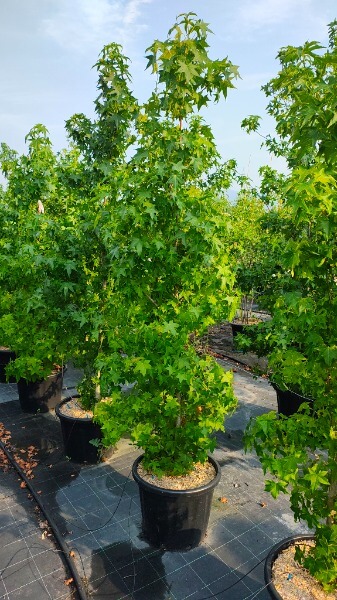LIQUIDAMBAR STYRACIFLUA