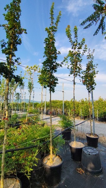 ACER CAMPESTRE ELSRIJK