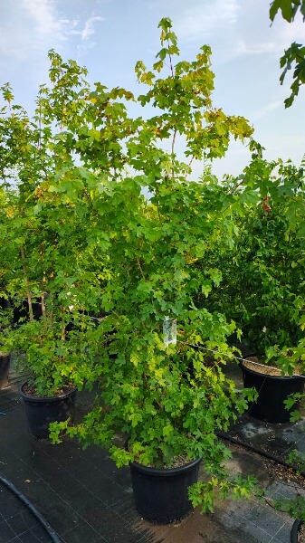 ACER CAMPESTRE