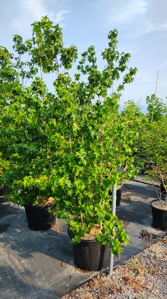 LIQUIDAMBAR STYRACIFLUA