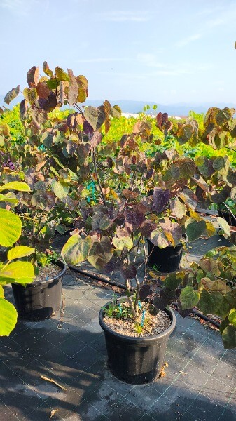 CERCIS CANADENSIS FOREST PANSY