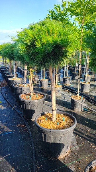 PINUS SYLVESTRIS