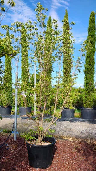 CORNUS KOUSA CLAUDIA