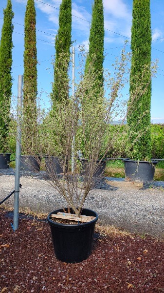 CORNUS KOUSA RE TIVANO