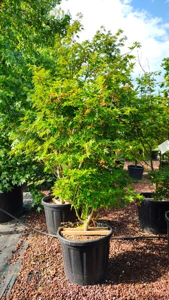 ACER PALMAT.OSAKAZUKI