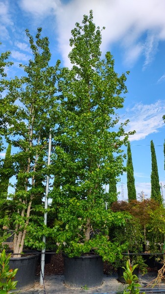 LIQUIDAMBAR STYRACIFLUA