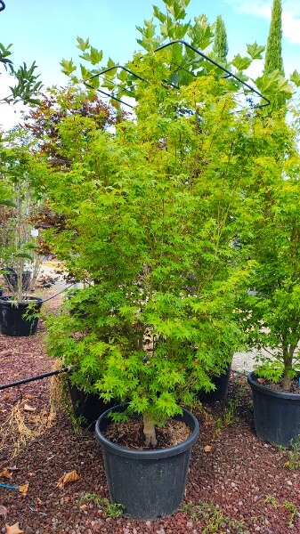 ACER PALM.TSUKASA SILHOUETTE