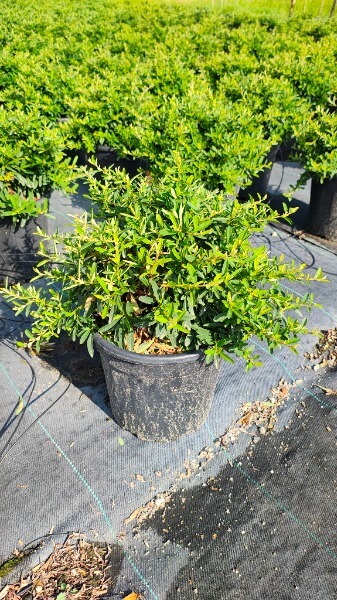 PYRACANTHA NAVAHO