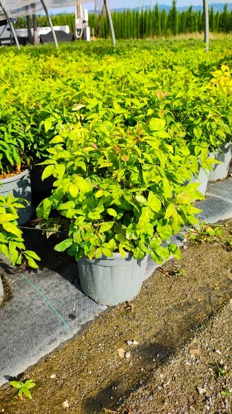 NANDINA FIRE POWER